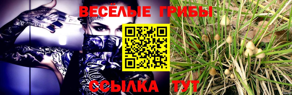 Ржев  Псилоцибиновые грибы Psilocybe  Вход с VPN  Псилоцибиновые грибы Cubensis 